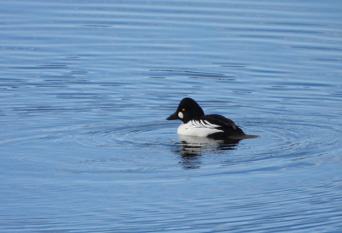 Common Goldeneye - ML646589587