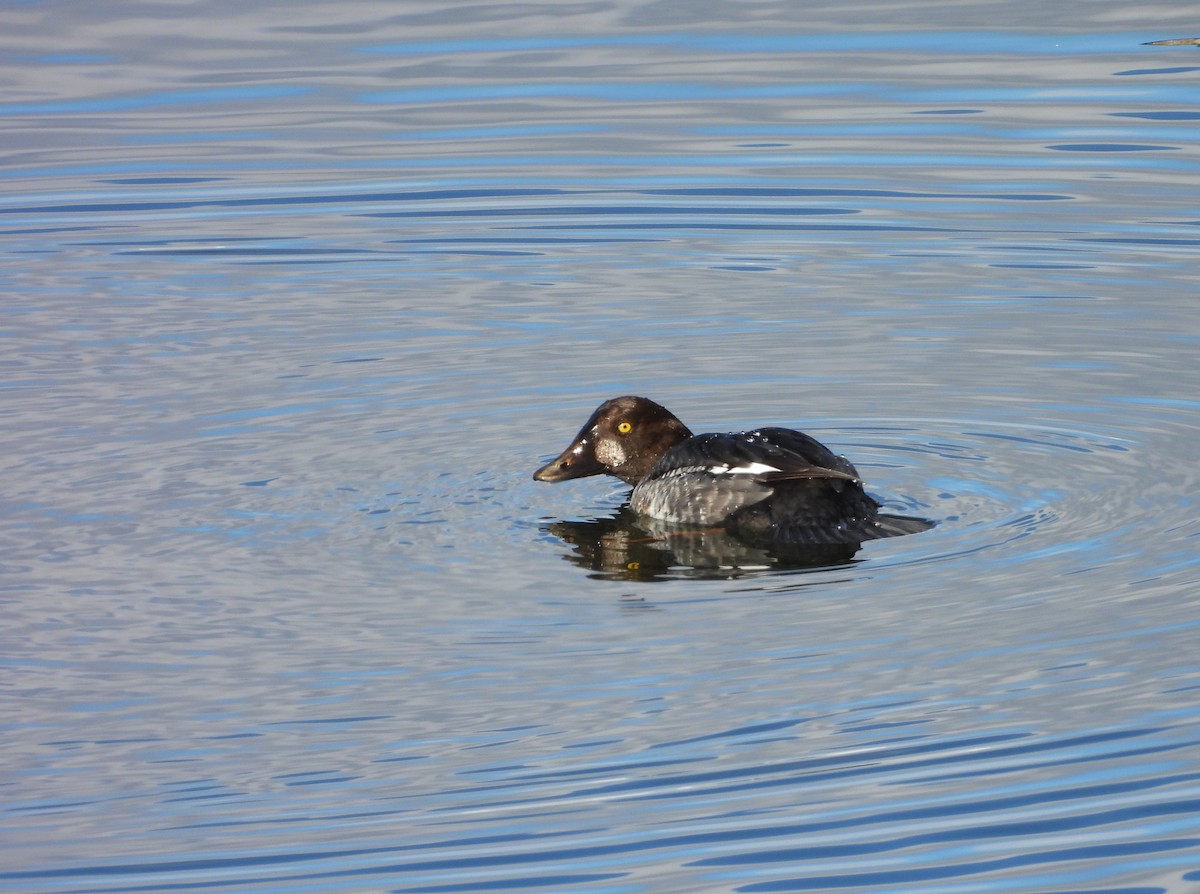Common Goldeneye - ML646589588