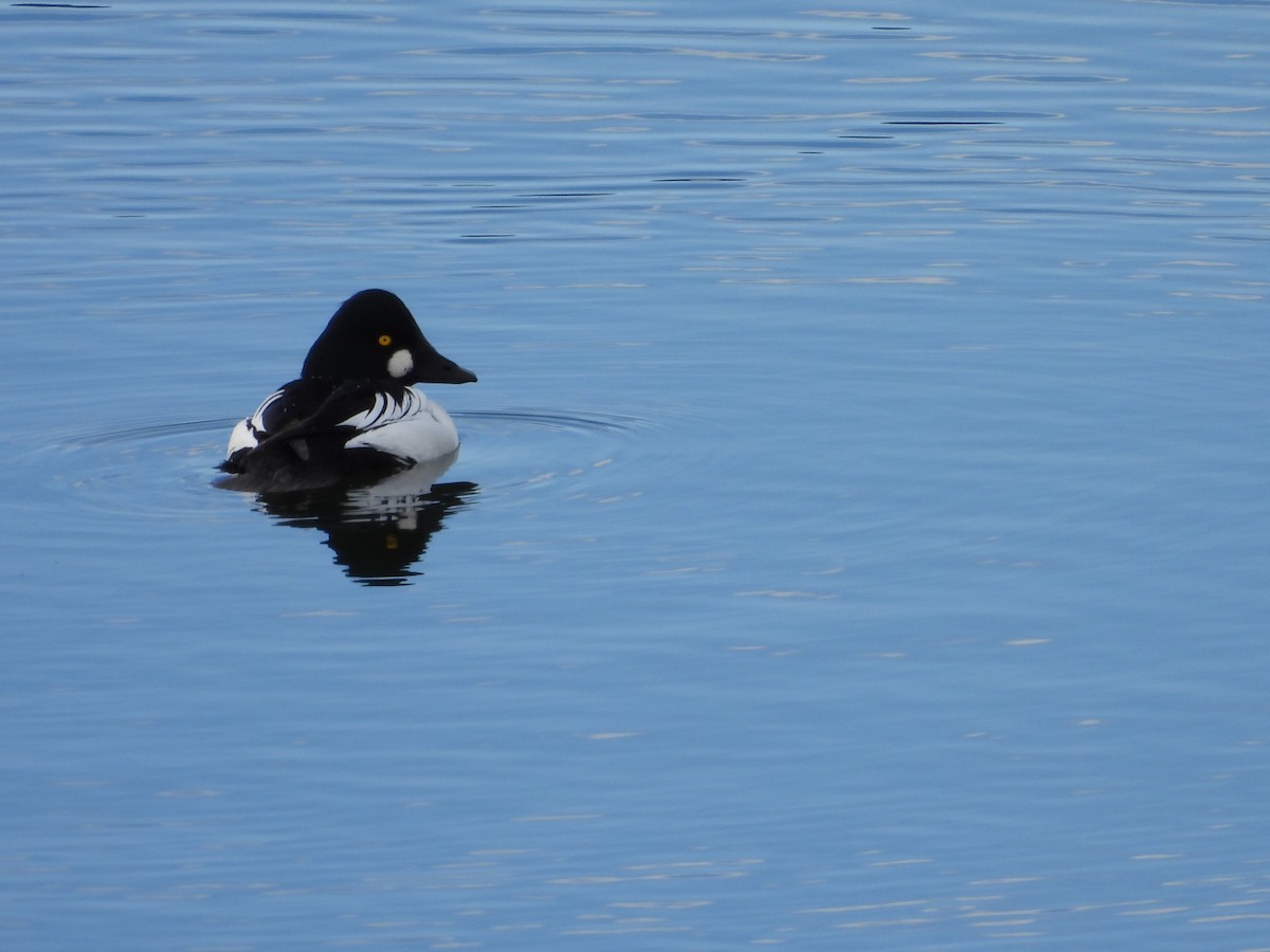 Common Goldeneye - ML646589589