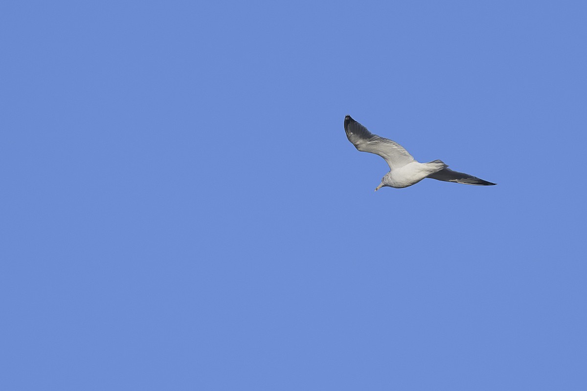 Möwe, unbestimmt - ML646589592