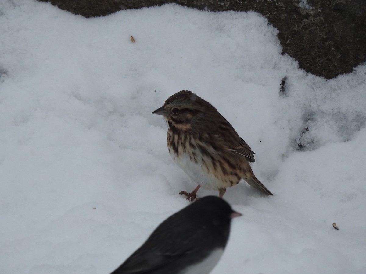 strnadec zpěvný - ML646589593