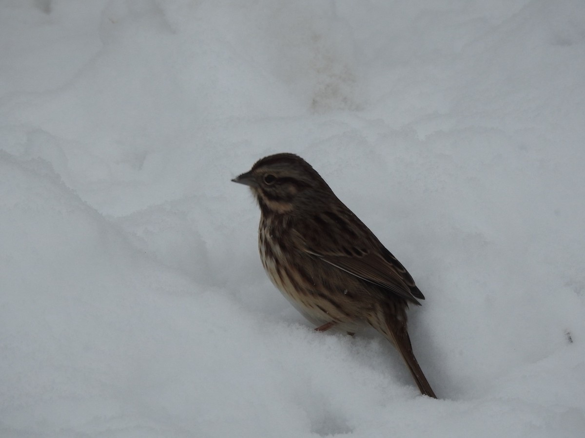 strnadec zpěvný - ML646589594