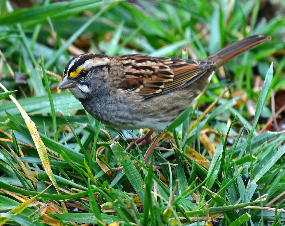 White-throated Sparrow - ML646589595