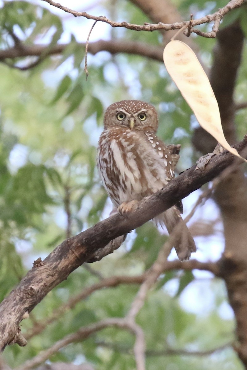 Pearl-spotted Owlet - ML646589596