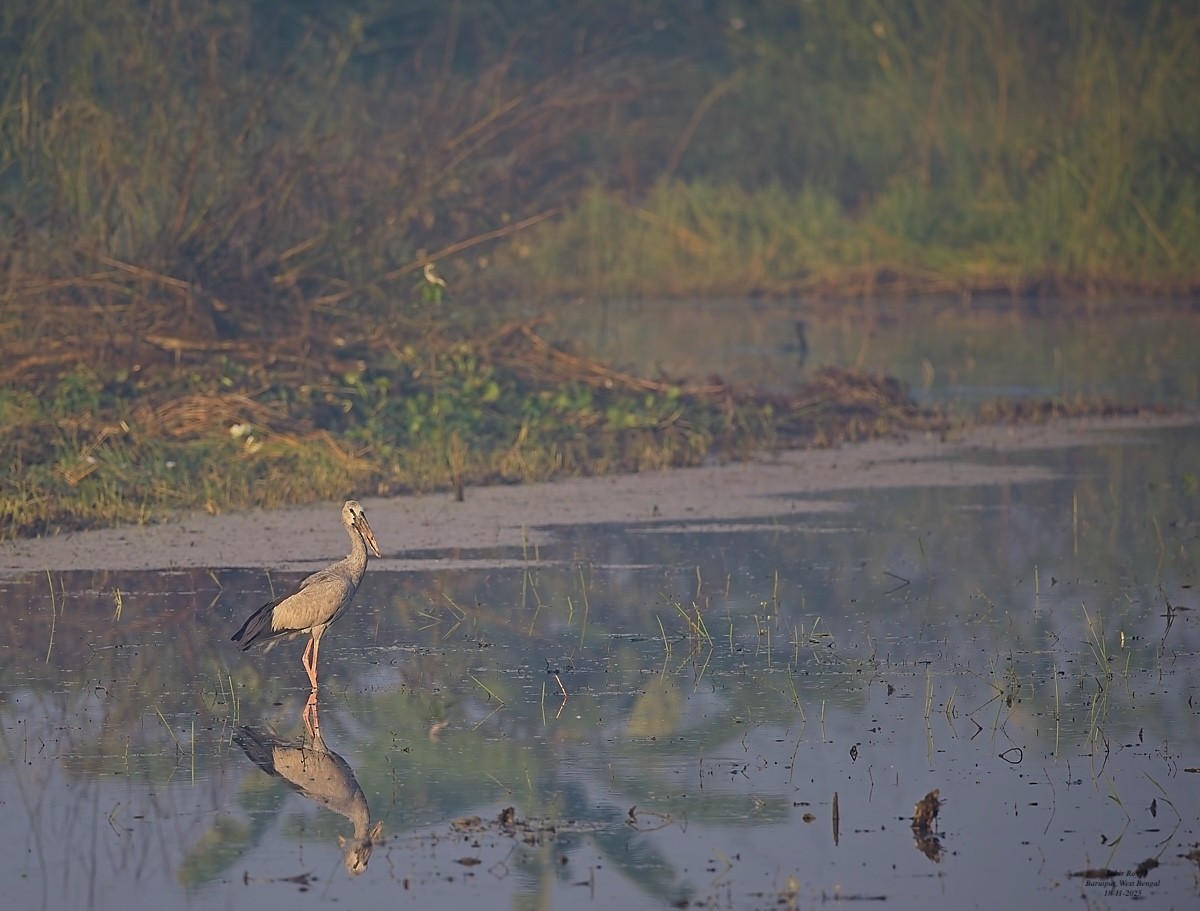 Asian Openbill - ML646589604