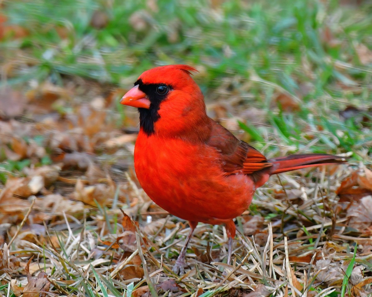 Northern Cardinal - ML646589610