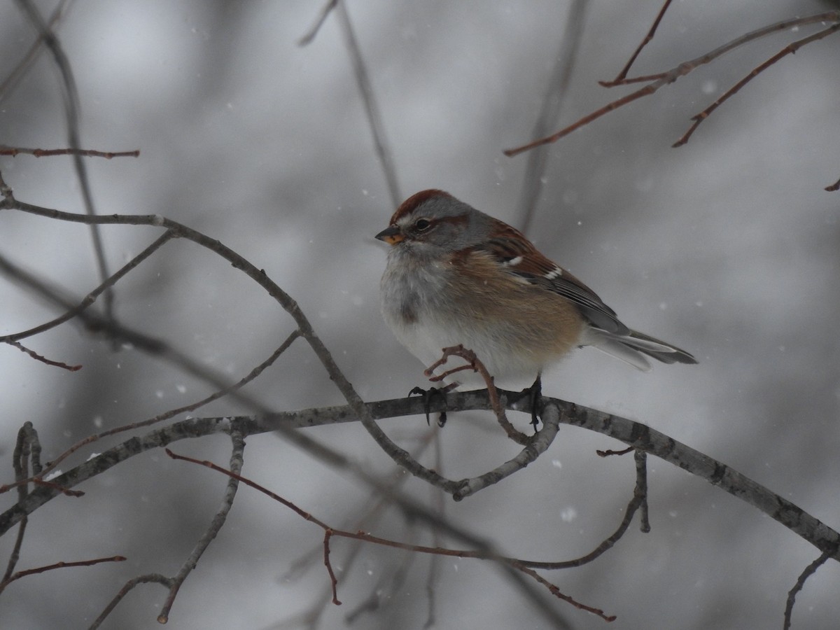 American Tree Sparrow - ML646589613
