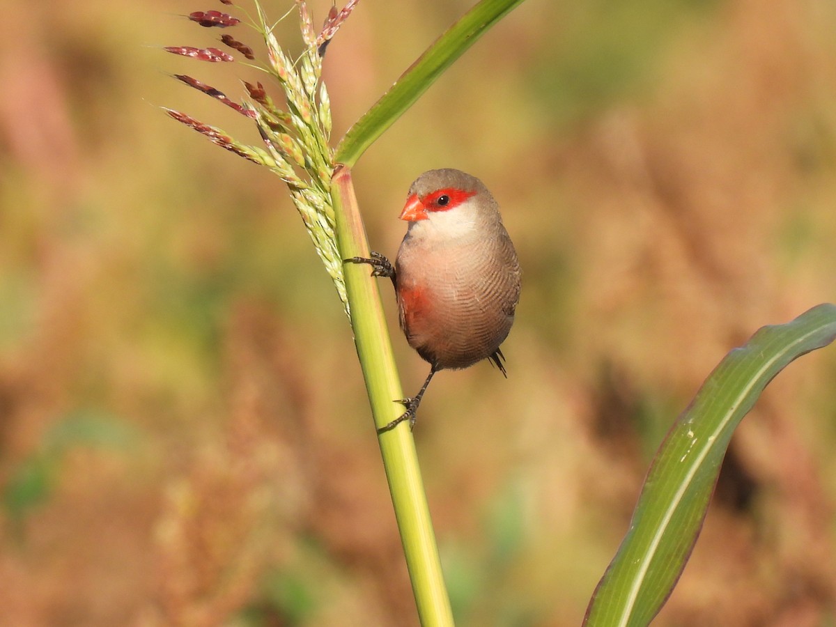Common Waxbill - ML646589626