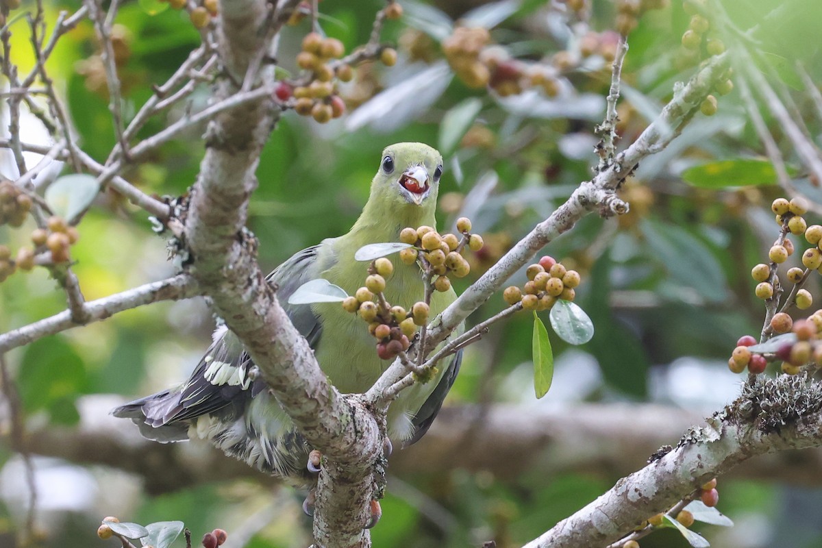 Madagascar Green-Pigeon - ML646589628
