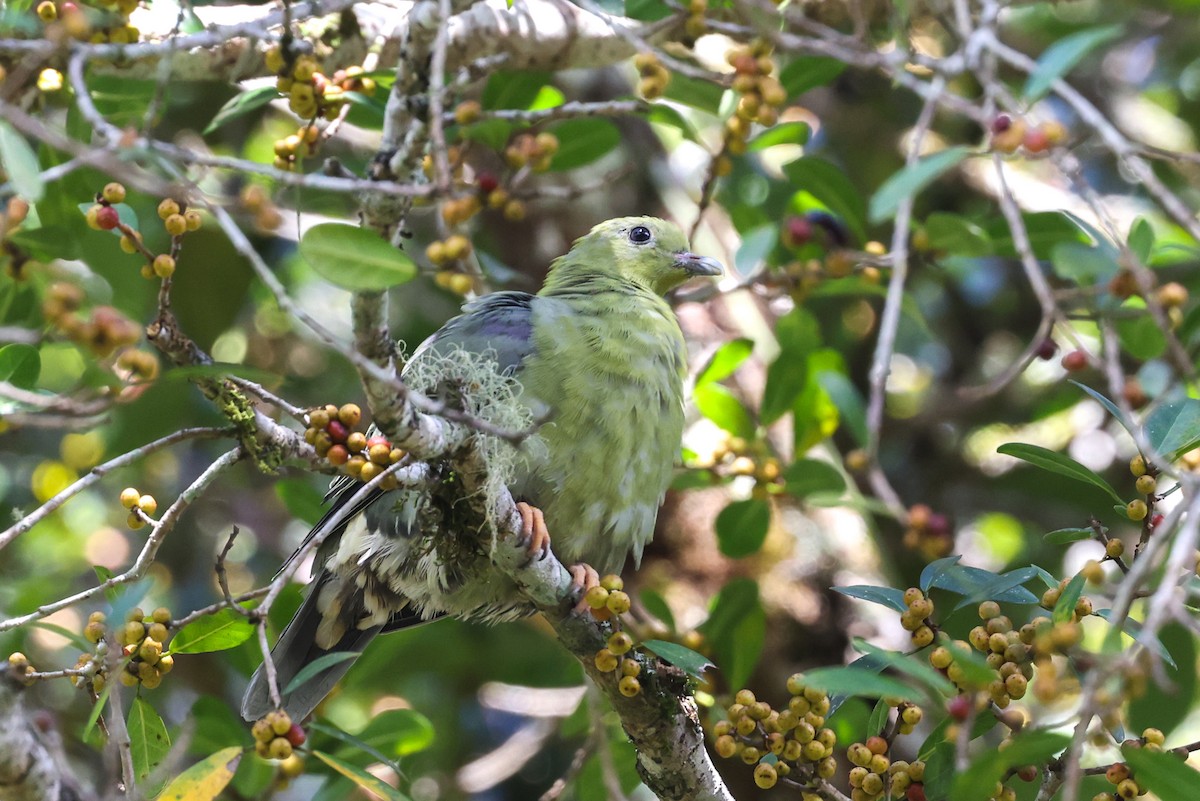 Madagascar Green-Pigeon - ML646589629