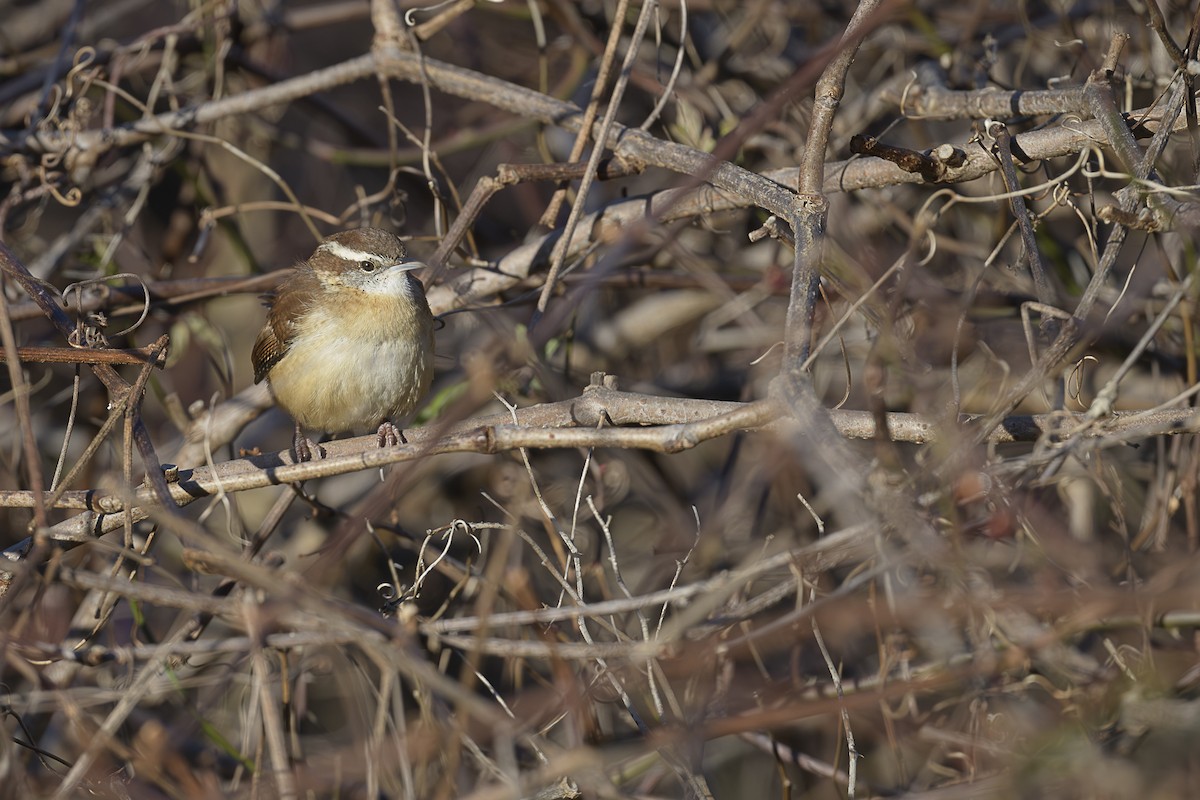 Каролинский крапивник - ML646589630