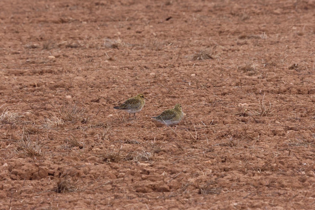 Сивка звичайна - ML646589631