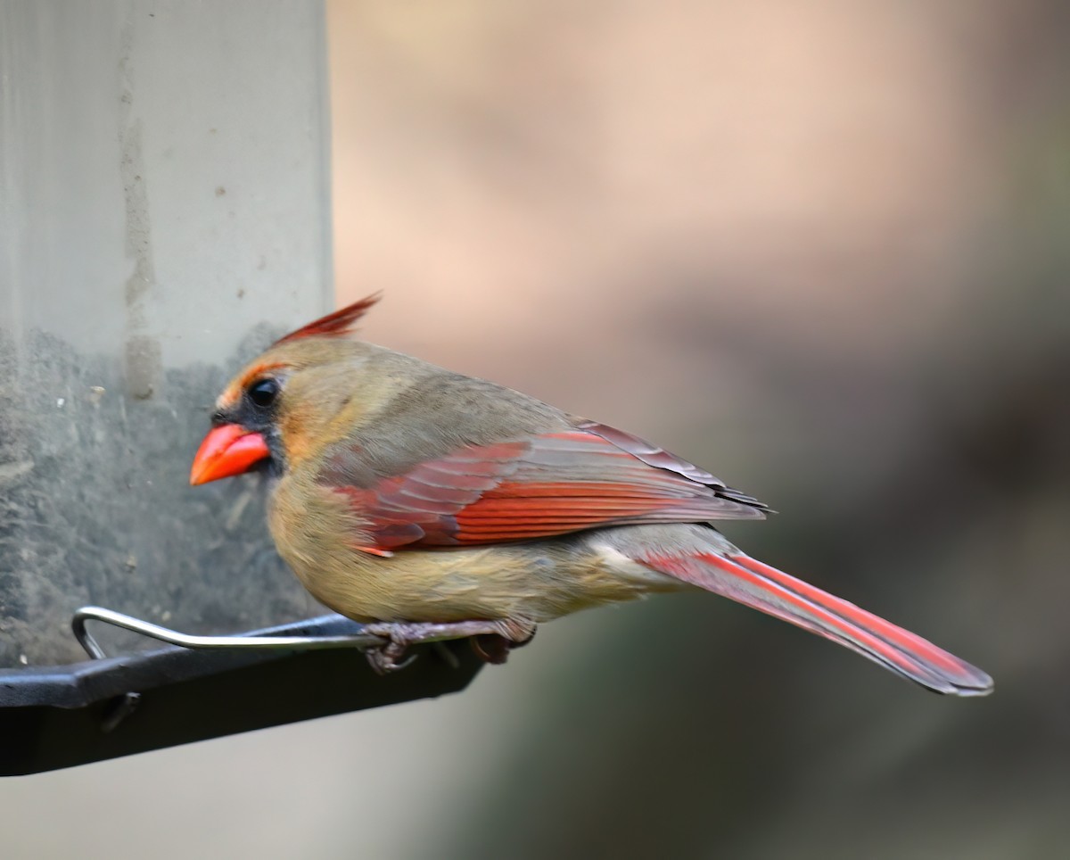 Northern Cardinal - ML646589632