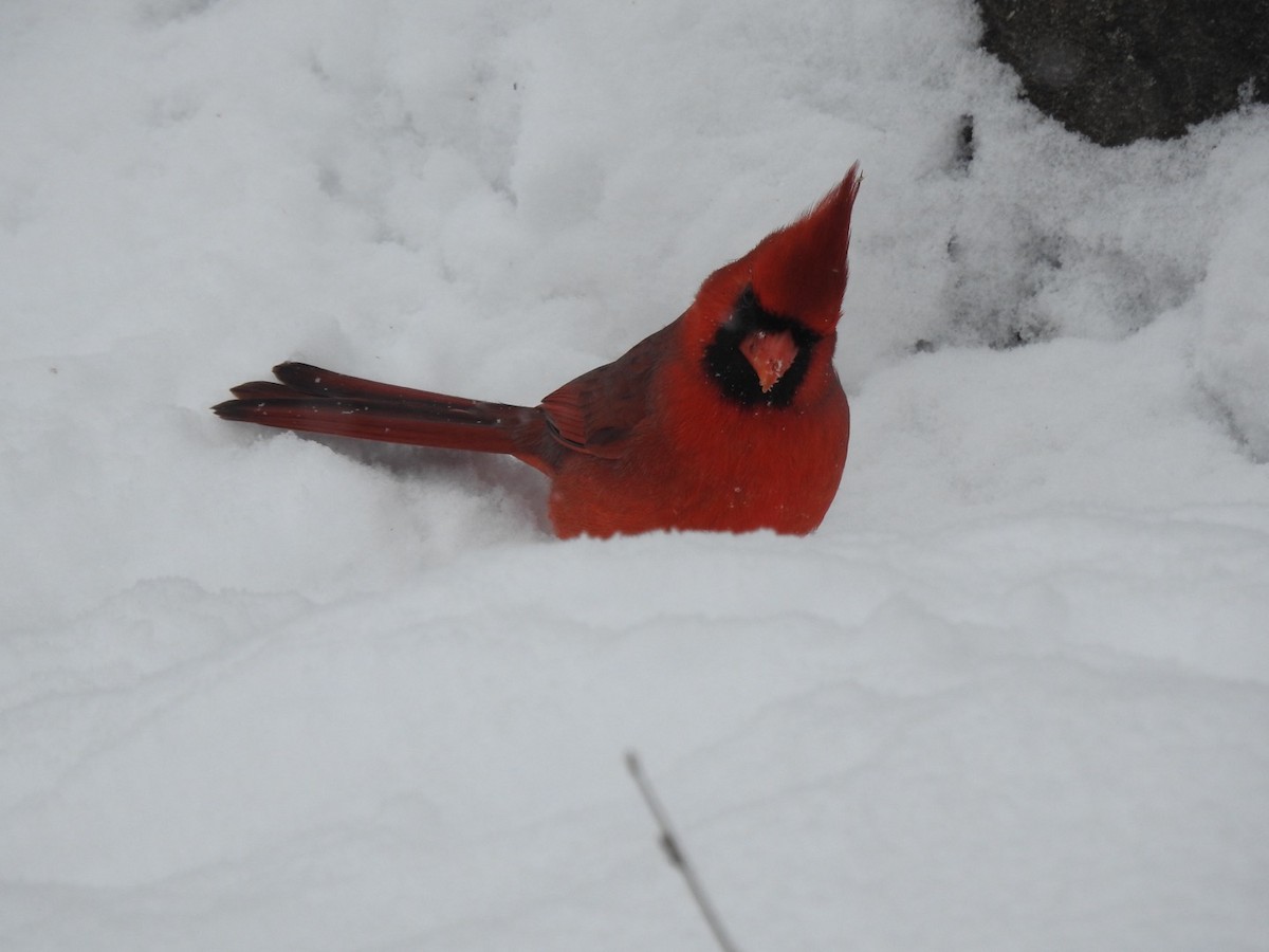 kardinál červený - ML646589633