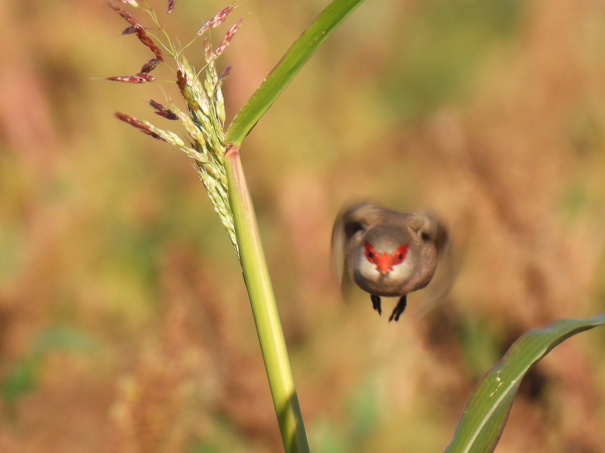 Common Waxbill - ML646589635