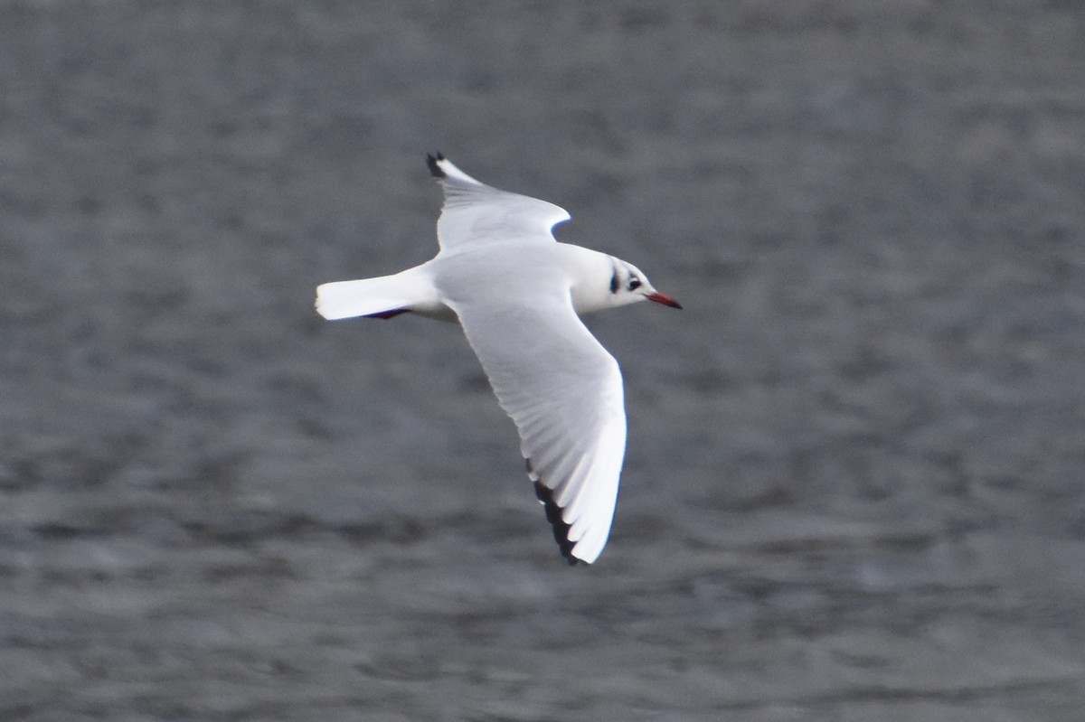 Black-headed Gull - ML646589636