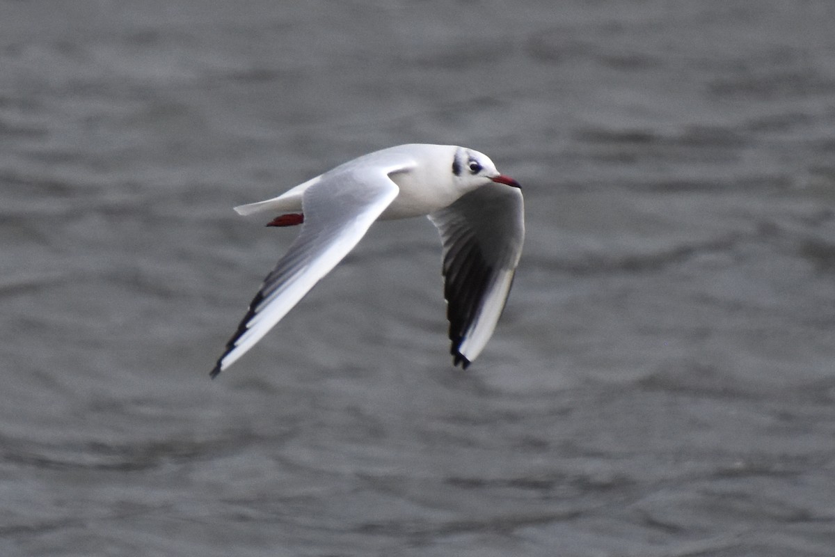 Black-headed Gull - ML646589637