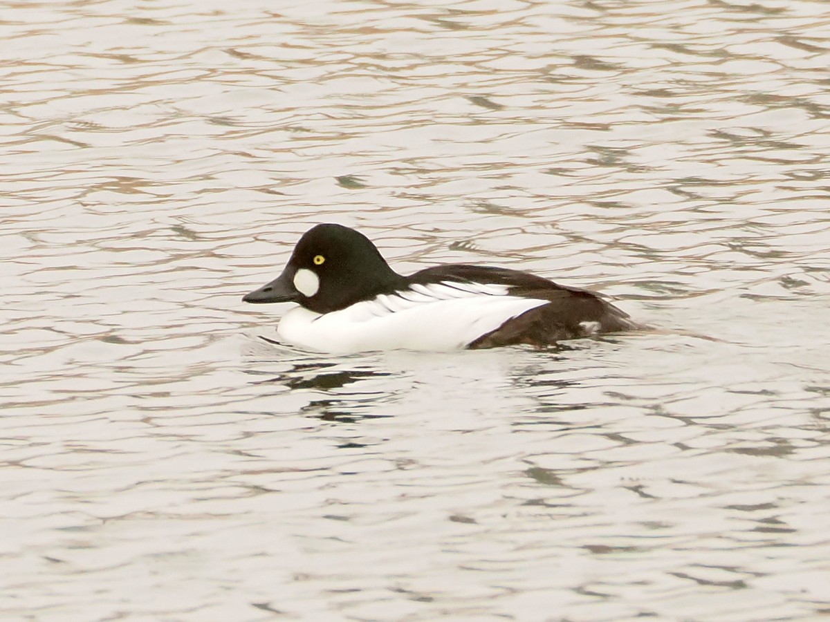 Common Goldeneye - ML646589638