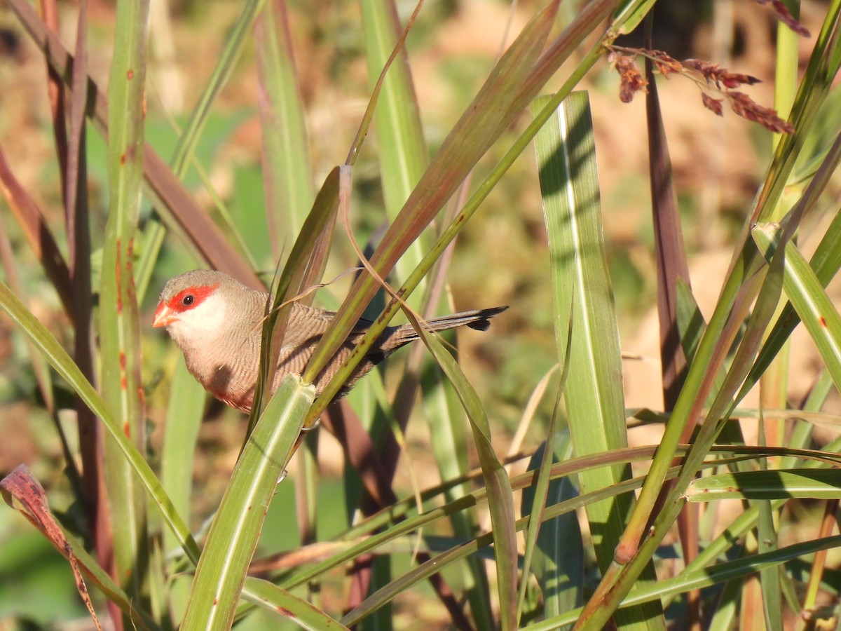 Common Waxbill - ML646589650