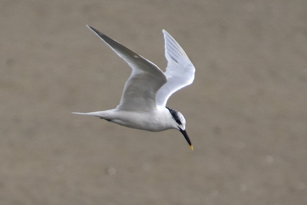 Sandwich Tern - ML646589653