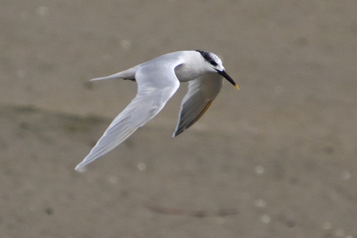 Sandwich Tern - ML646589654