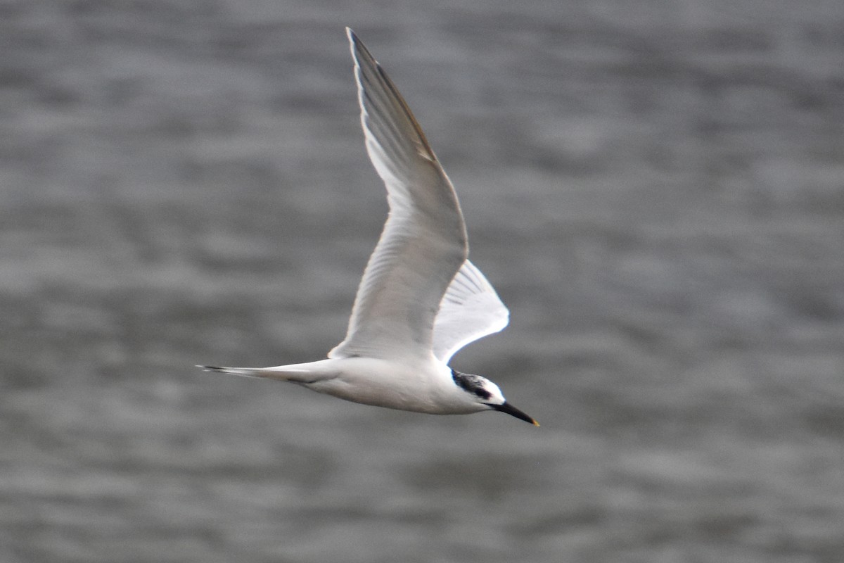 Sandwich Tern - ML646589655