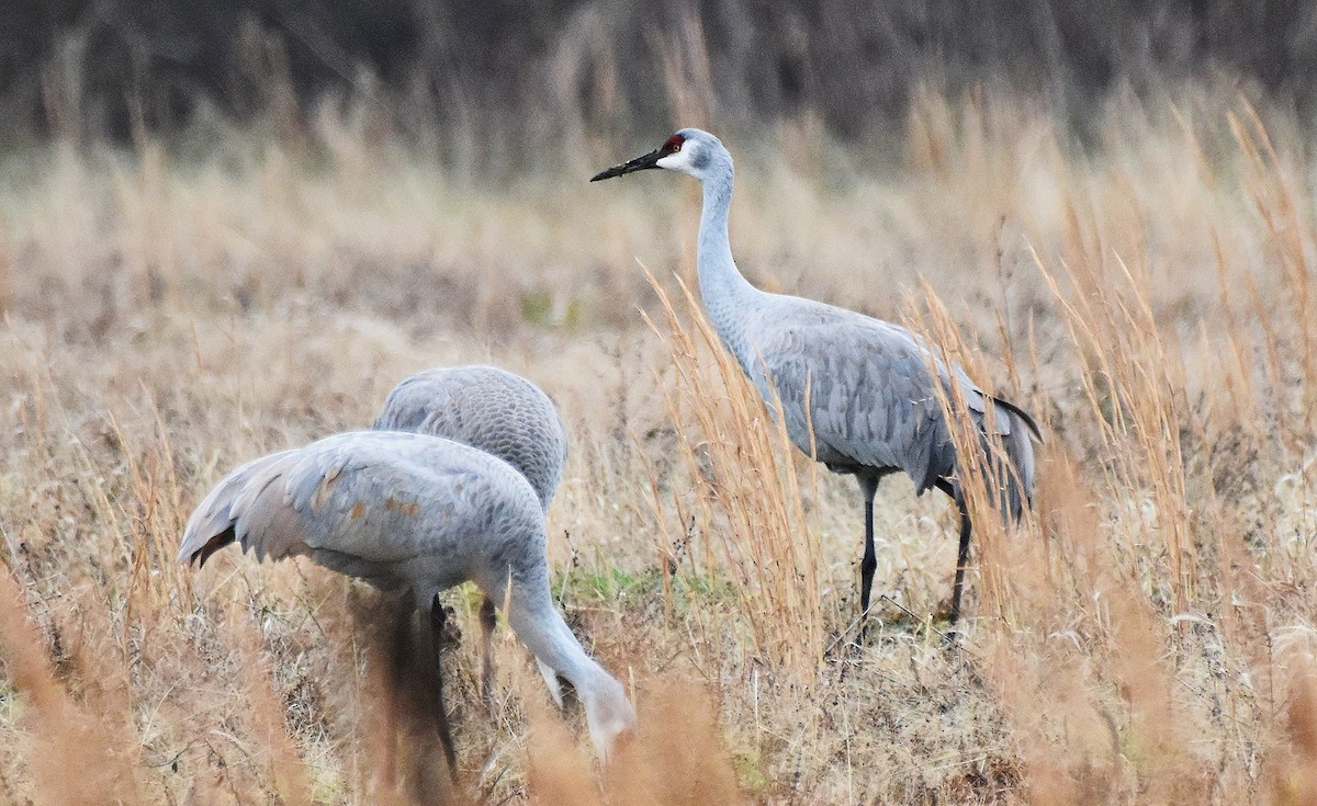 Kanadakranich - ML646589656