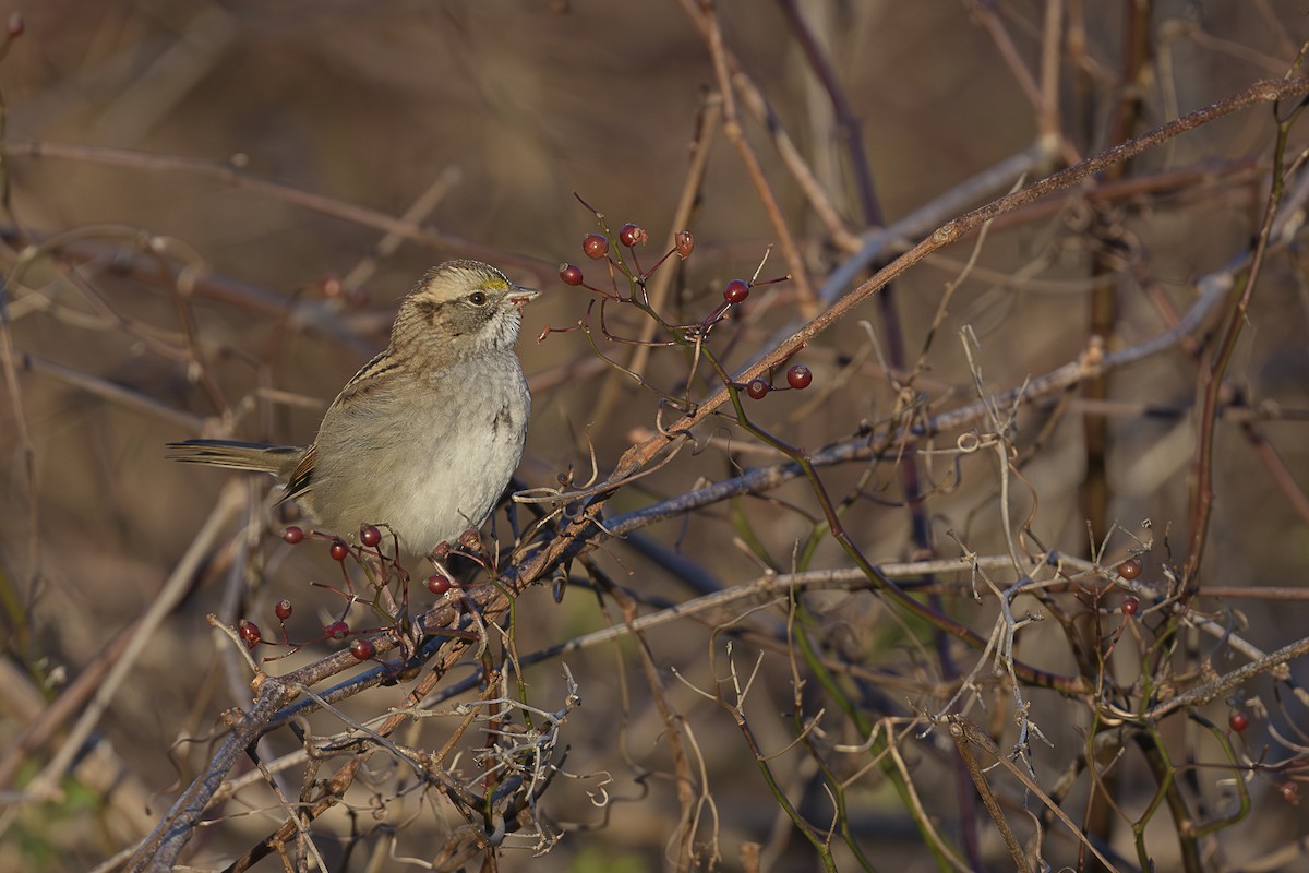 Белогорлая зонотрихия - ML646589657