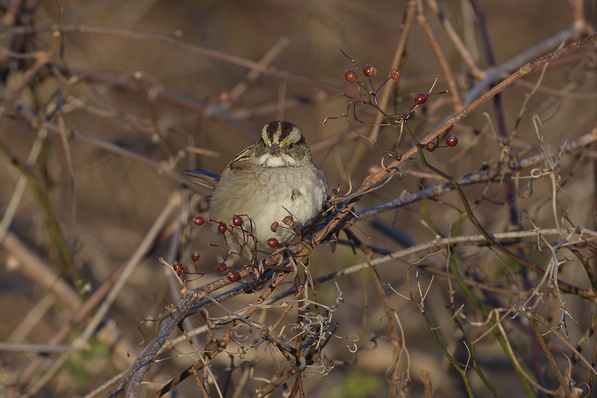 Белогорлая зонотрихия - ML646589658