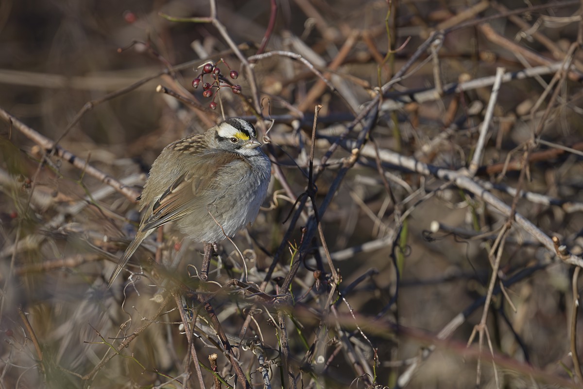 Белогорлая зонотрихия - ML646589659