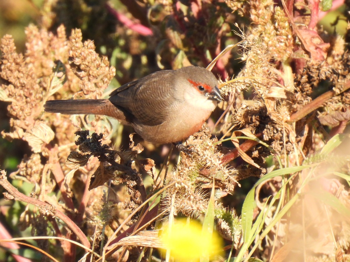 Common Waxbill - ML646589660