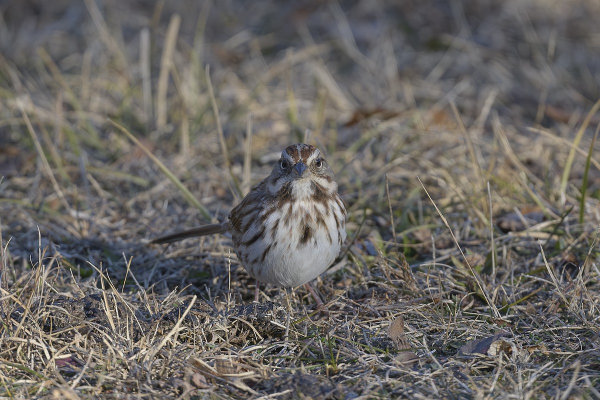Певчая овсянка - ML646589661