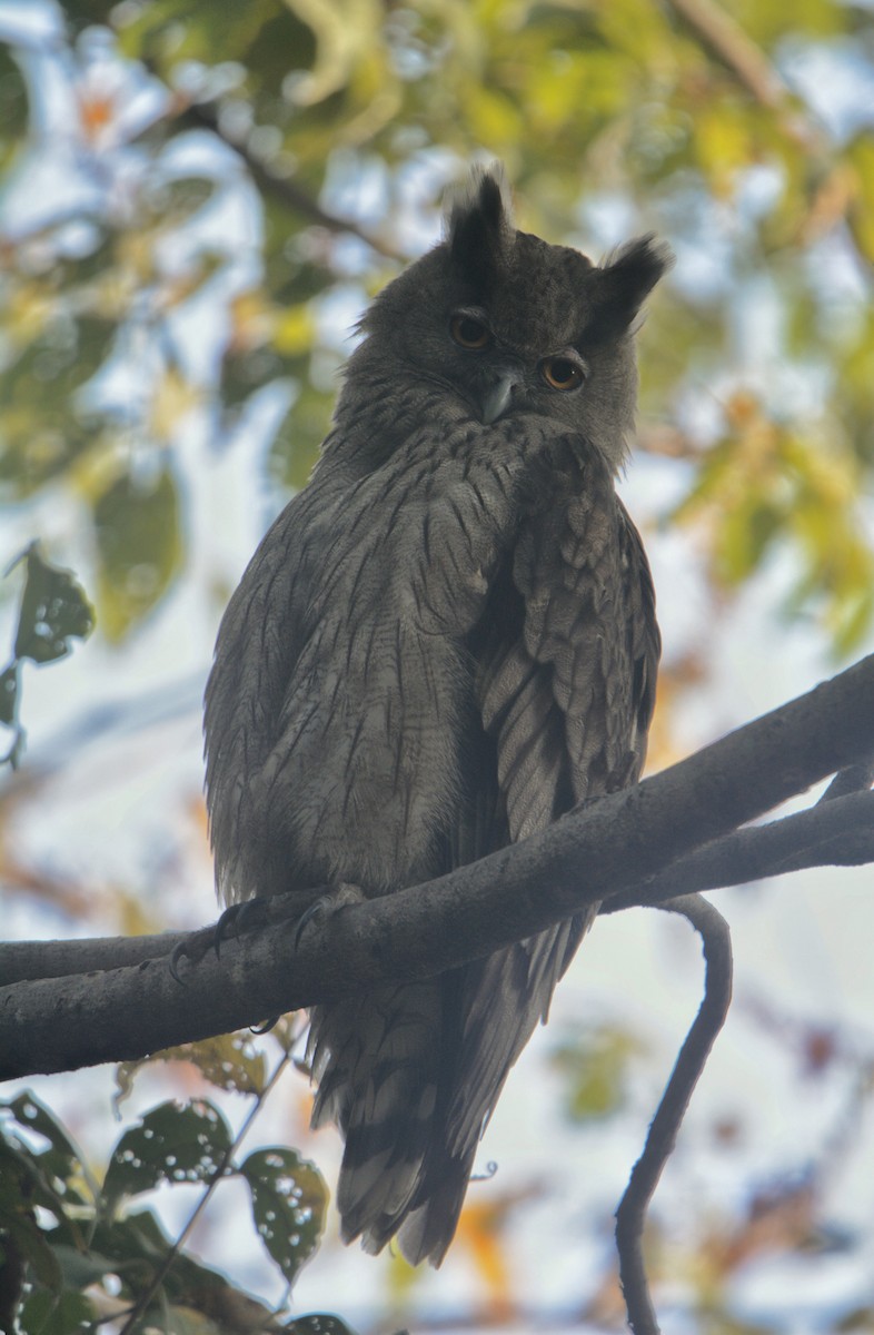 Dusky Eagle-Owl - ML646589662