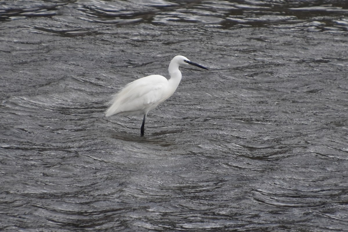 Koartzatxo txikia - ML646589663