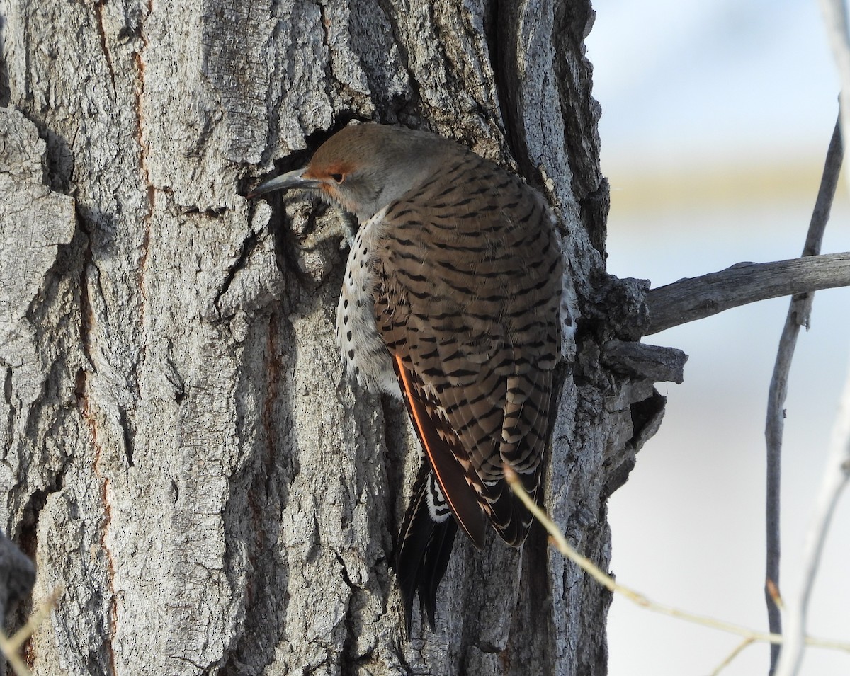 Northern Flicker (Red-shafted) - ML646589665
