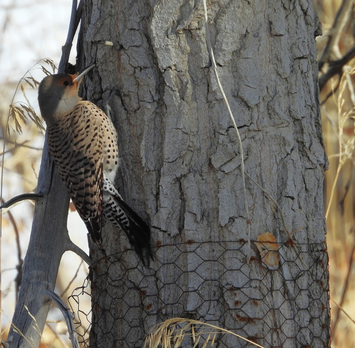 Northern Flicker (Red-shafted) - ML646589666