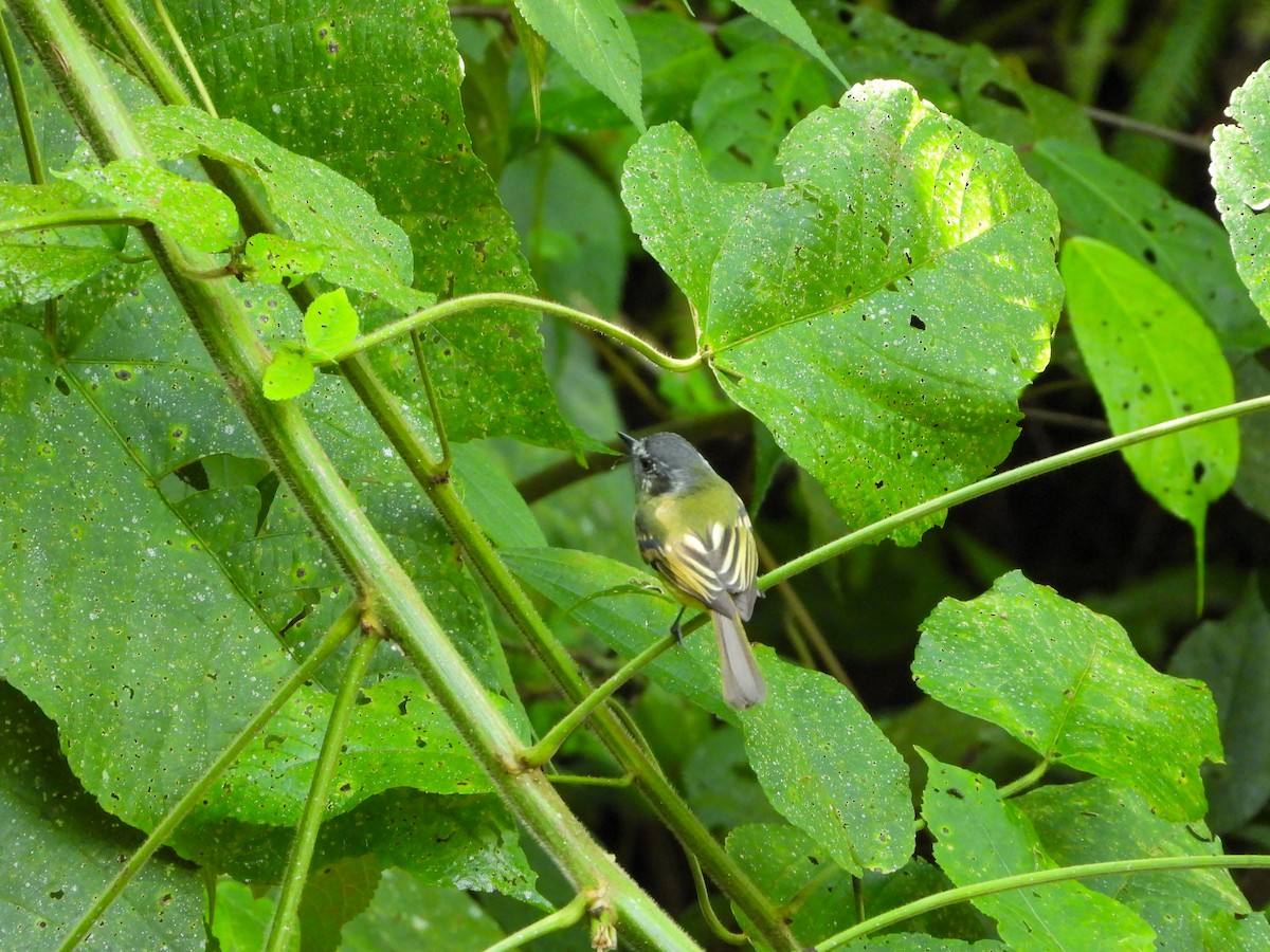 Slaty-capped Flycatcher - ML646589669