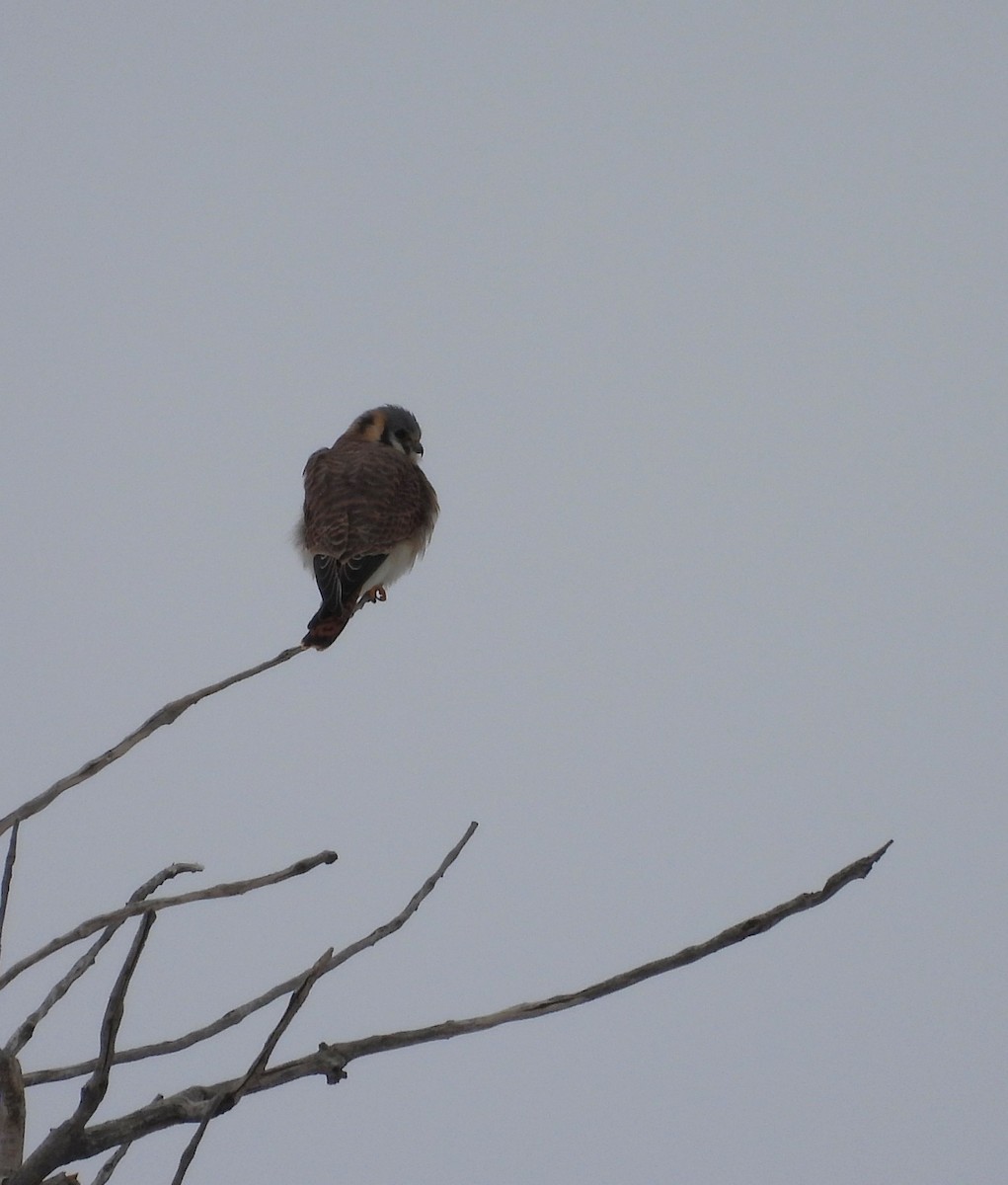 Belatz amerikarra - ML646589671