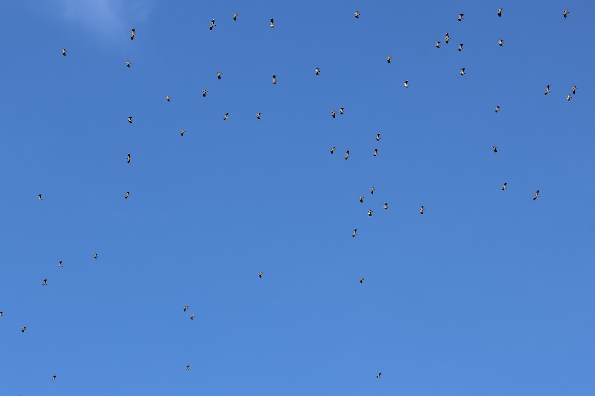 Hegabera eurasiarra - ML646589673