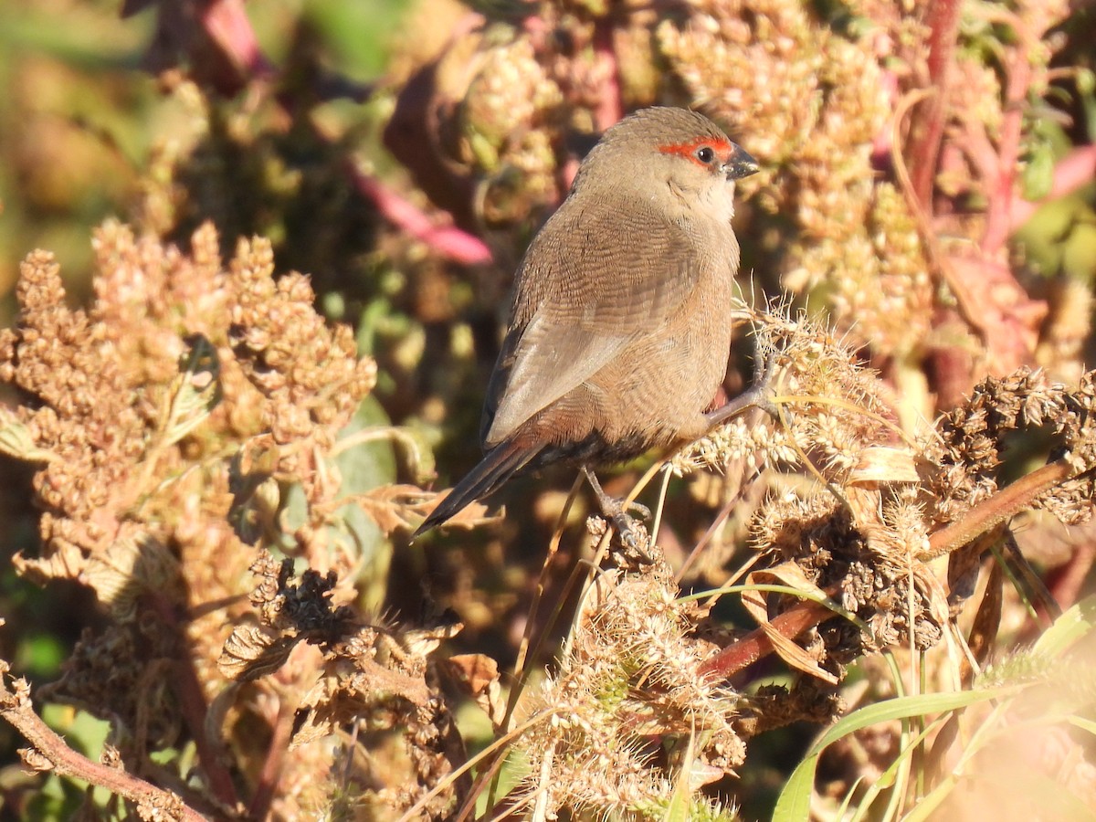 Estrilda mokogorria - ML646589674