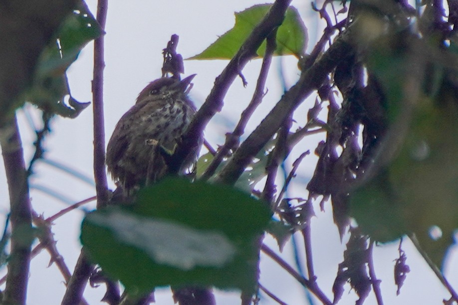 Lanceolated Monklet - ML646589675