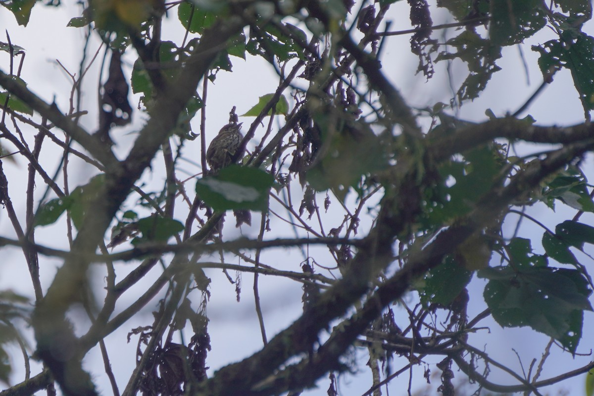 Lanceolated Monklet - ML646589677