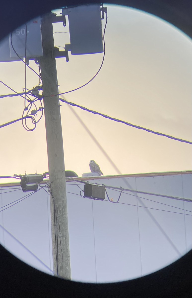 Elur-hontza - ML646589678