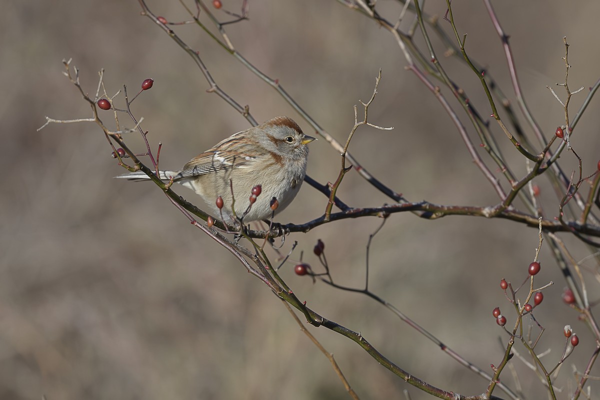 American Tree Sparrow - ML646589679
