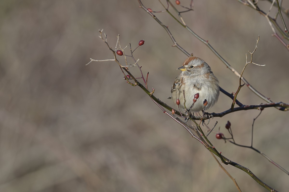 American Tree Sparrow - ML646589680