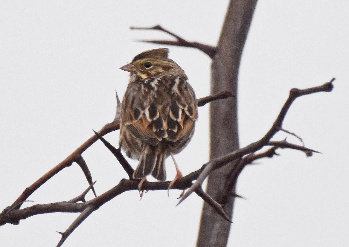 Savannah Sparrow - ML646589681