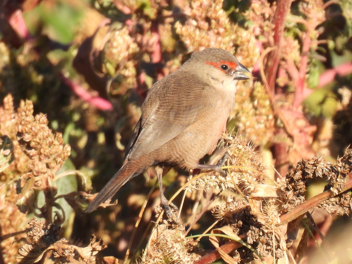 Estrilda mokogorria - ML646589682