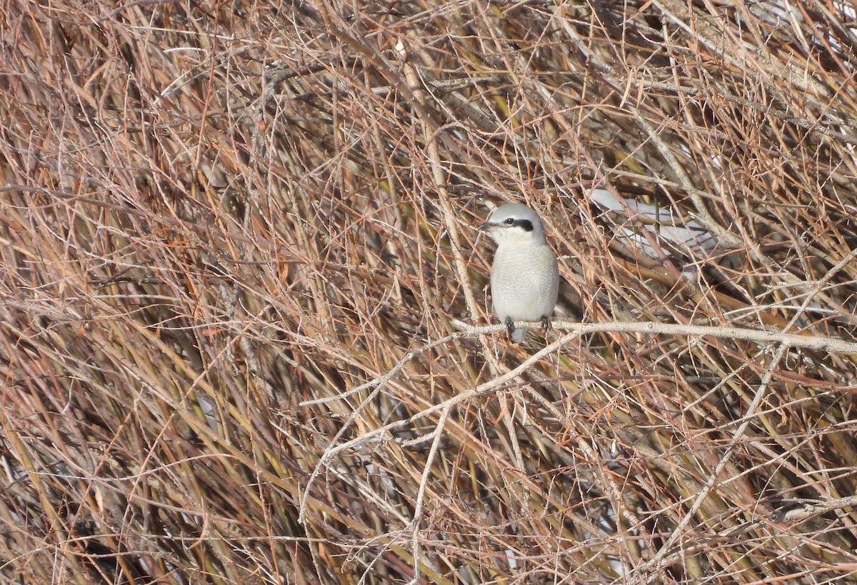 Antzandobi boreala - ML646589684