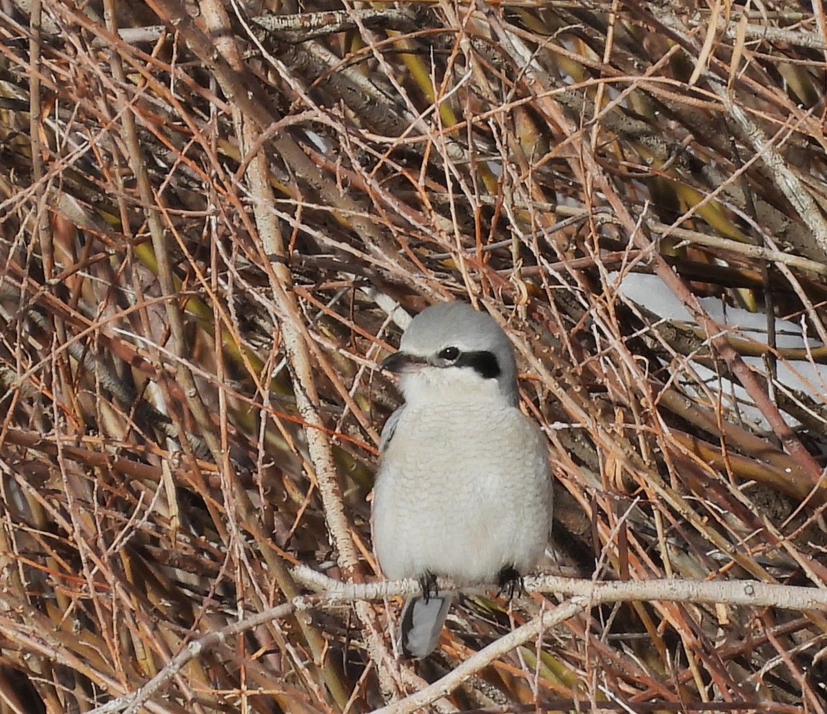 Antzandobi boreala - ML646589685