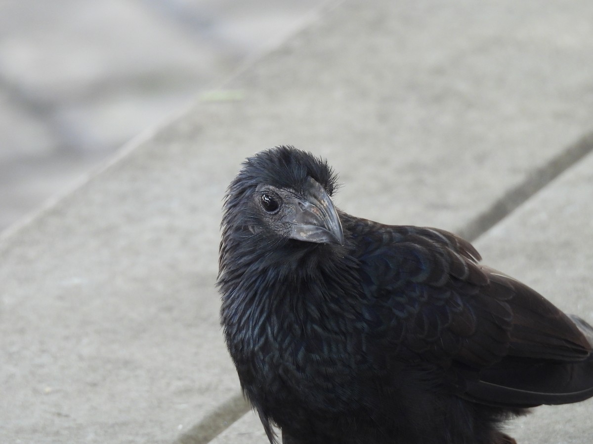 Groove-billed Ani - ML646589686